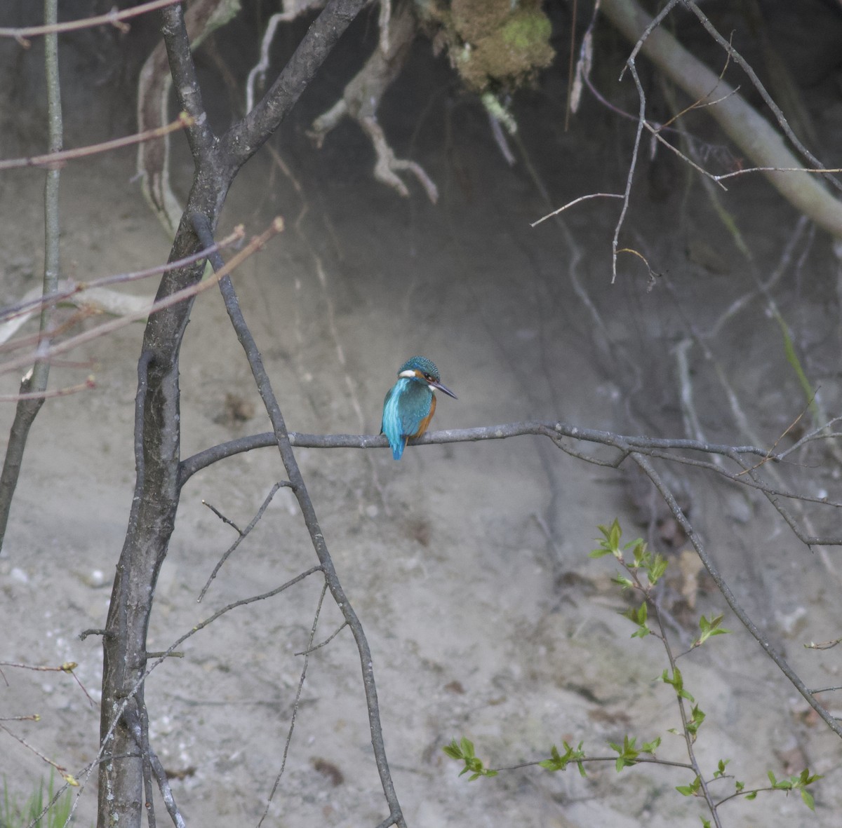 Common Kingfisher - ML227501001