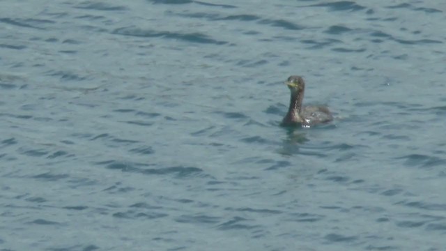 European Shag (Atlantic) - ML227502401