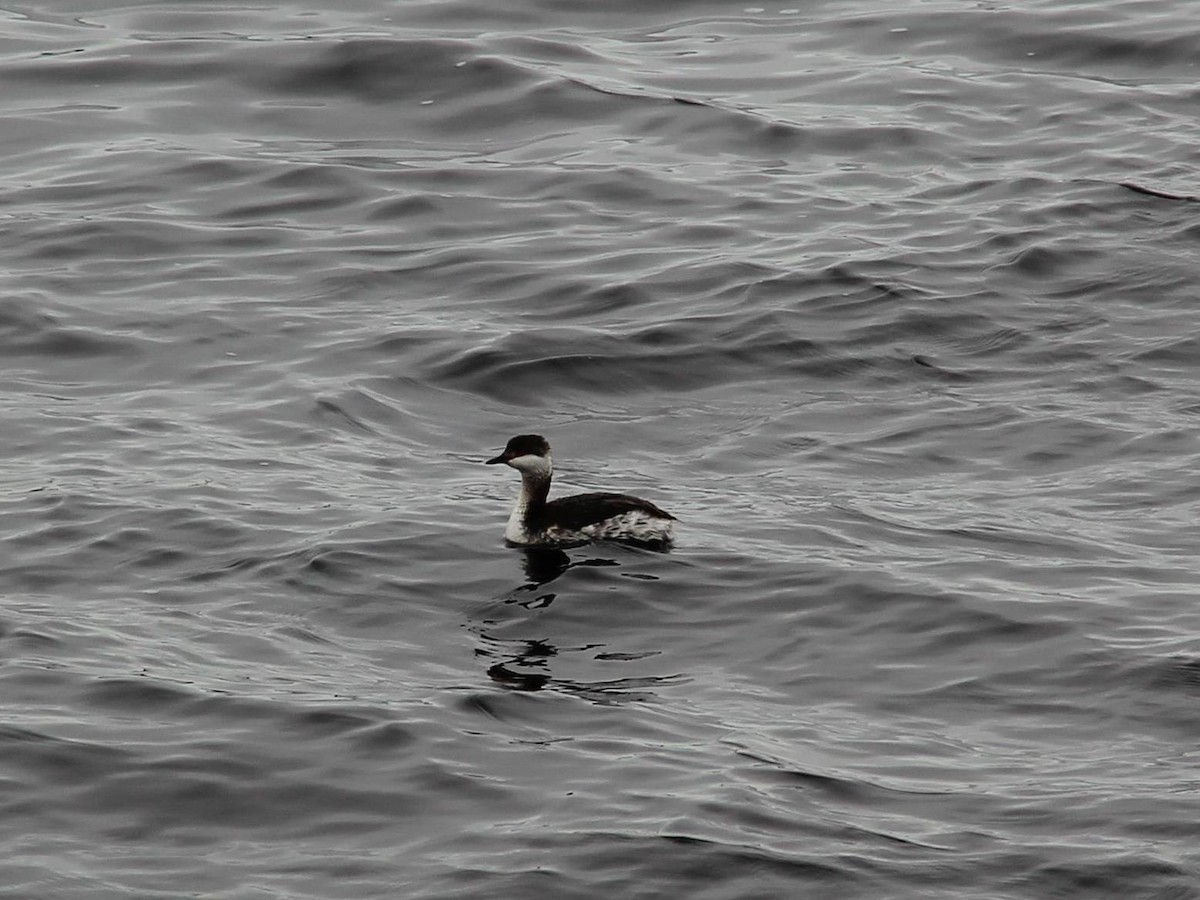 Horned Grebe - ML22750251