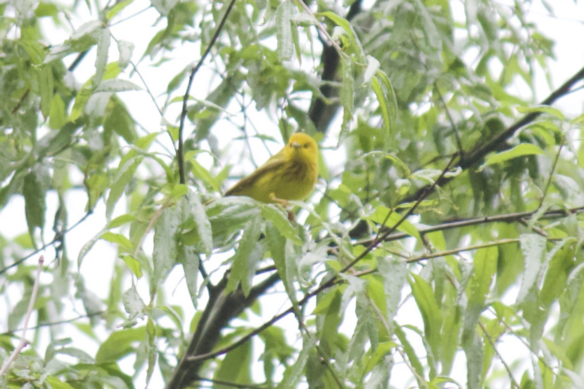 Yellow Warbler - Jin Bai