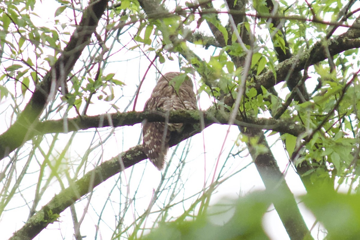 Barred Owl - ML227503501