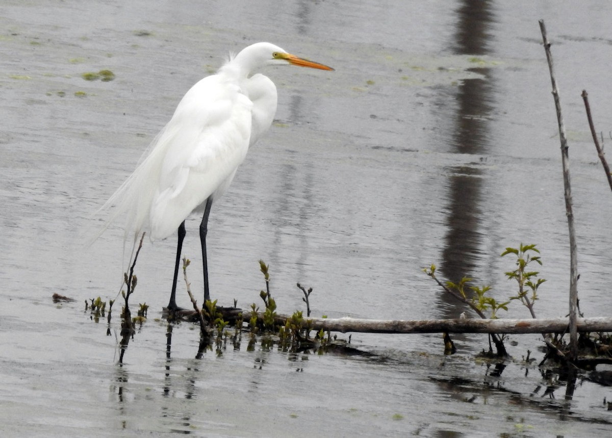 Great Egret - ML227503771