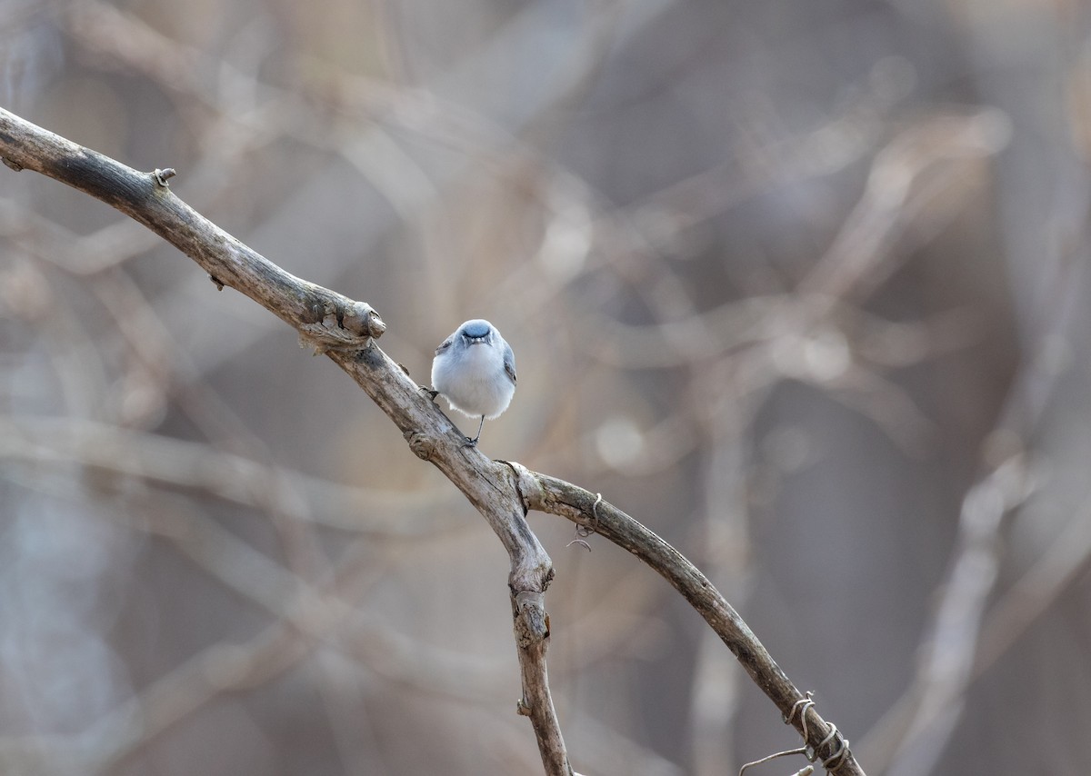 Blue-gray Gnatcatcher - ML227506161