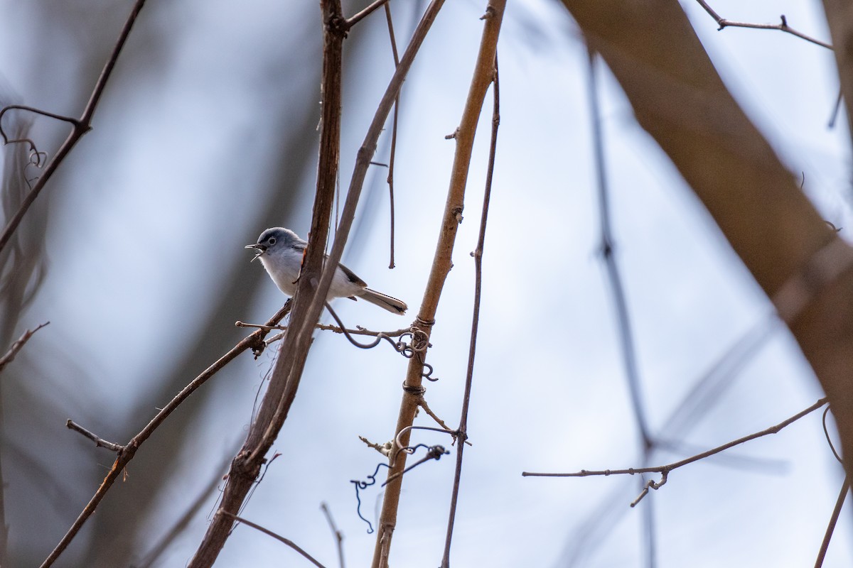 Blue-gray Gnatcatcher - ML227506271