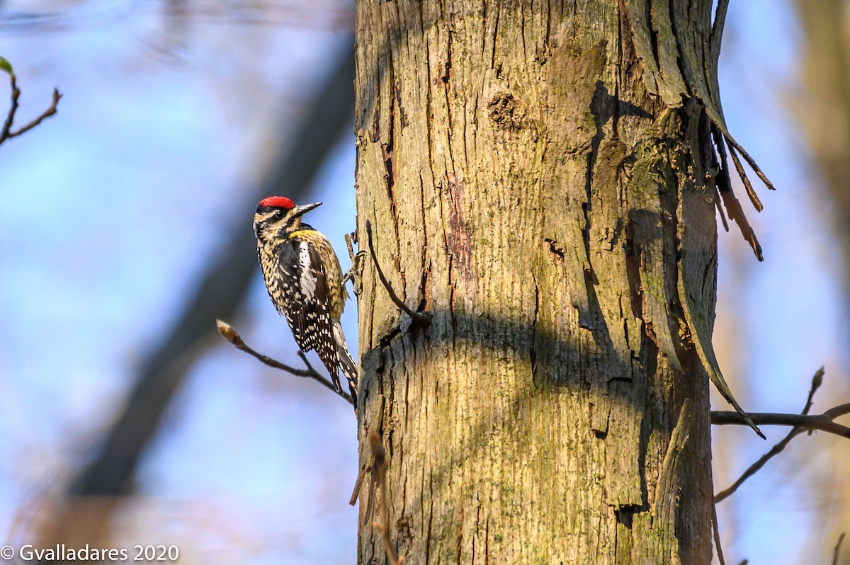 Yellow-bellied Sapsucker - ML227507611