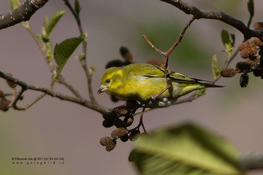 Tibetan Serin - ML227508631