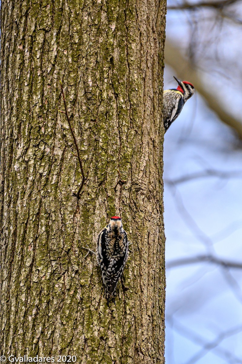 Yellow-bellied Sapsucker - George Valladares