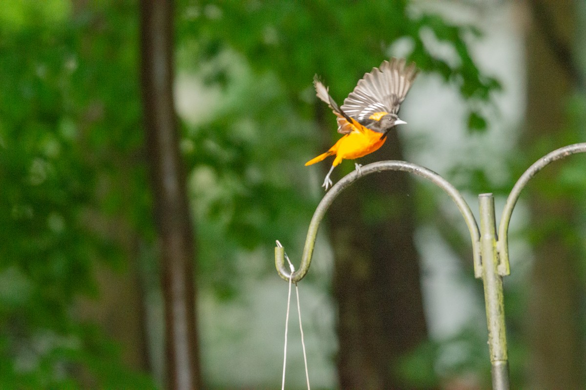 Baltimore Oriole - ML227511001
