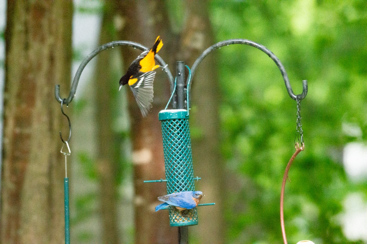 Baltimore Oriole - ML227511371