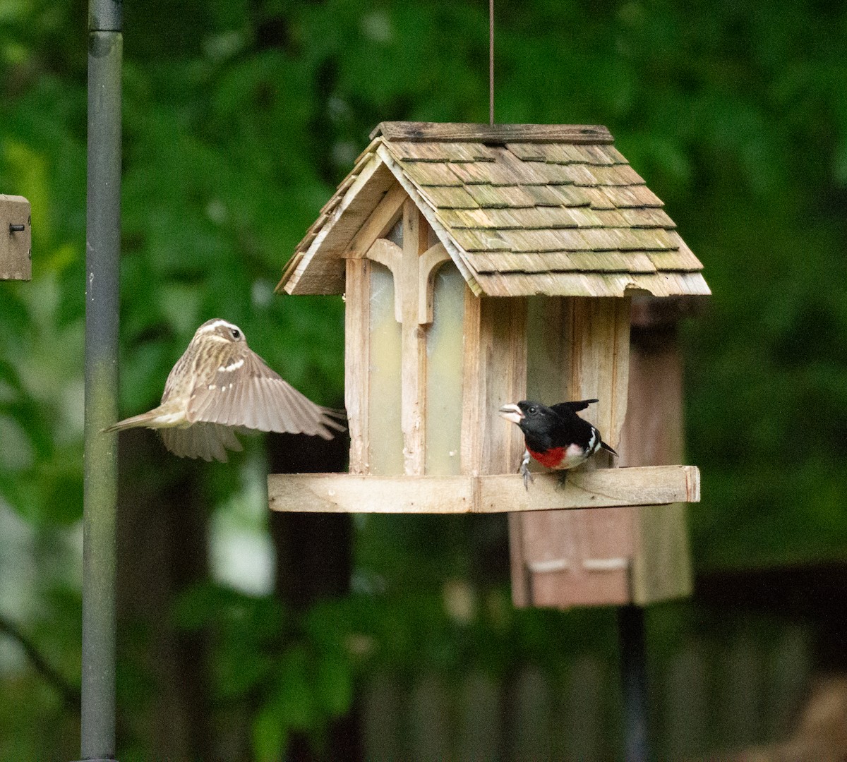 Rose-breasted Grosbeak - ML227512741