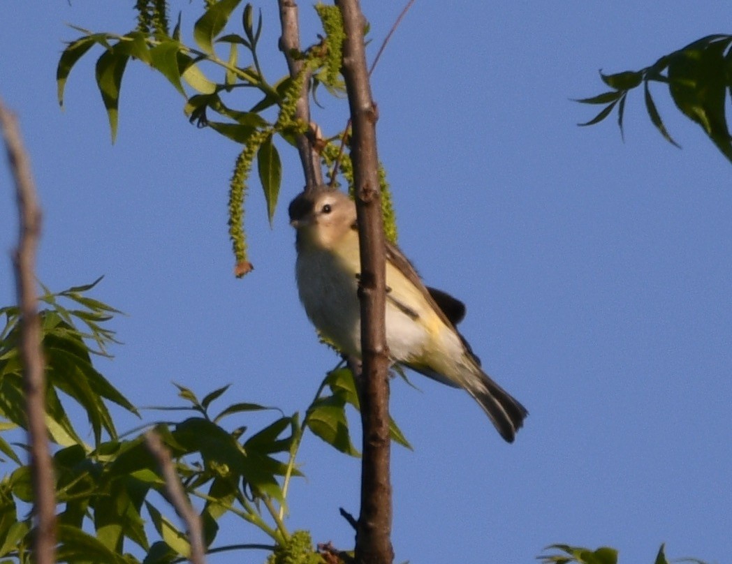 Vireo de Filadelfia - ML227513661