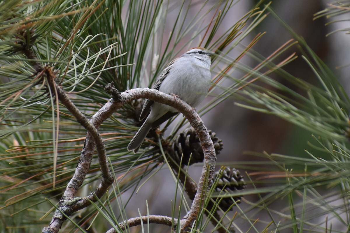 Chipping Sparrow - ML227513931