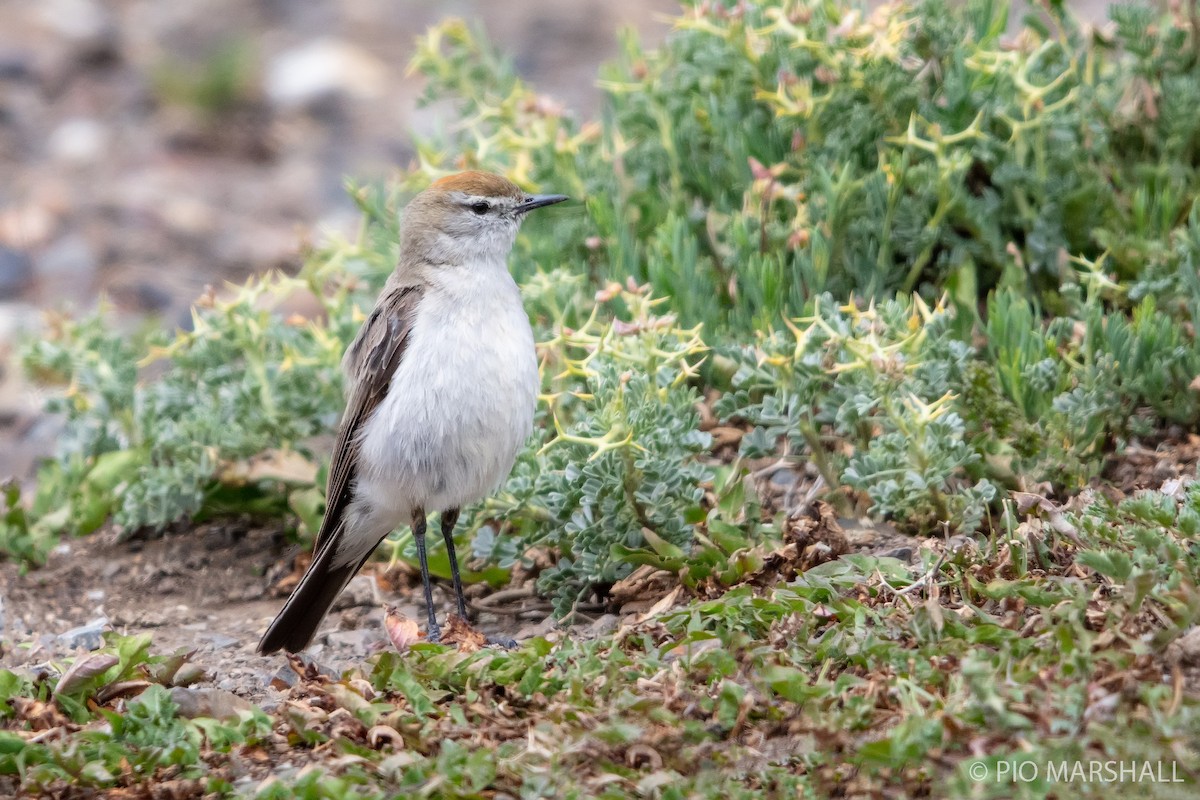 White-browed Ground-Tyrant - ML227515041