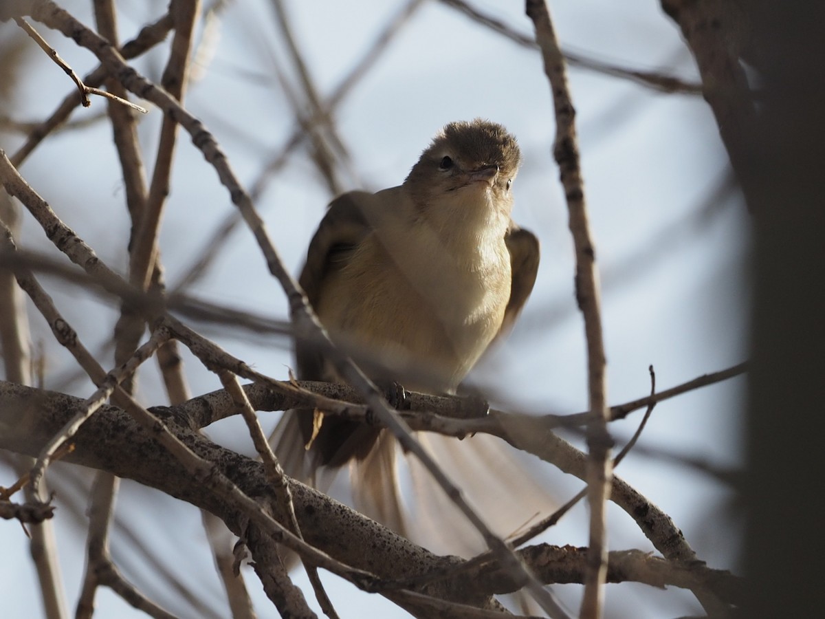 Warbling Vireo - Leslie S