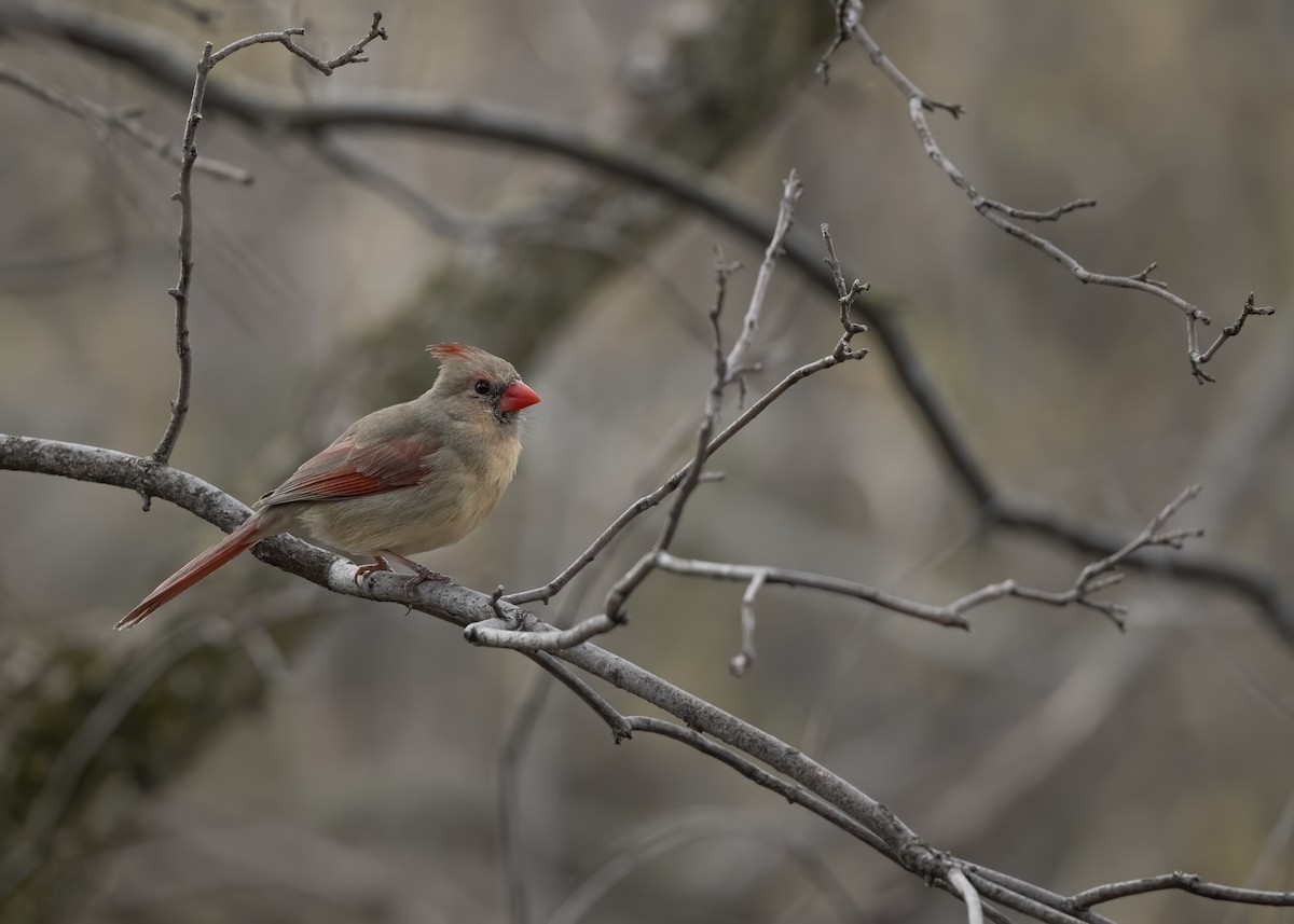 Cardinal rouge - ML227515871