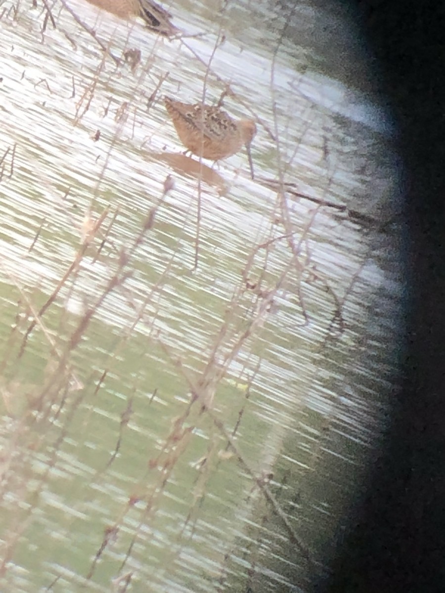 Long-billed Dowitcher - ML227517431