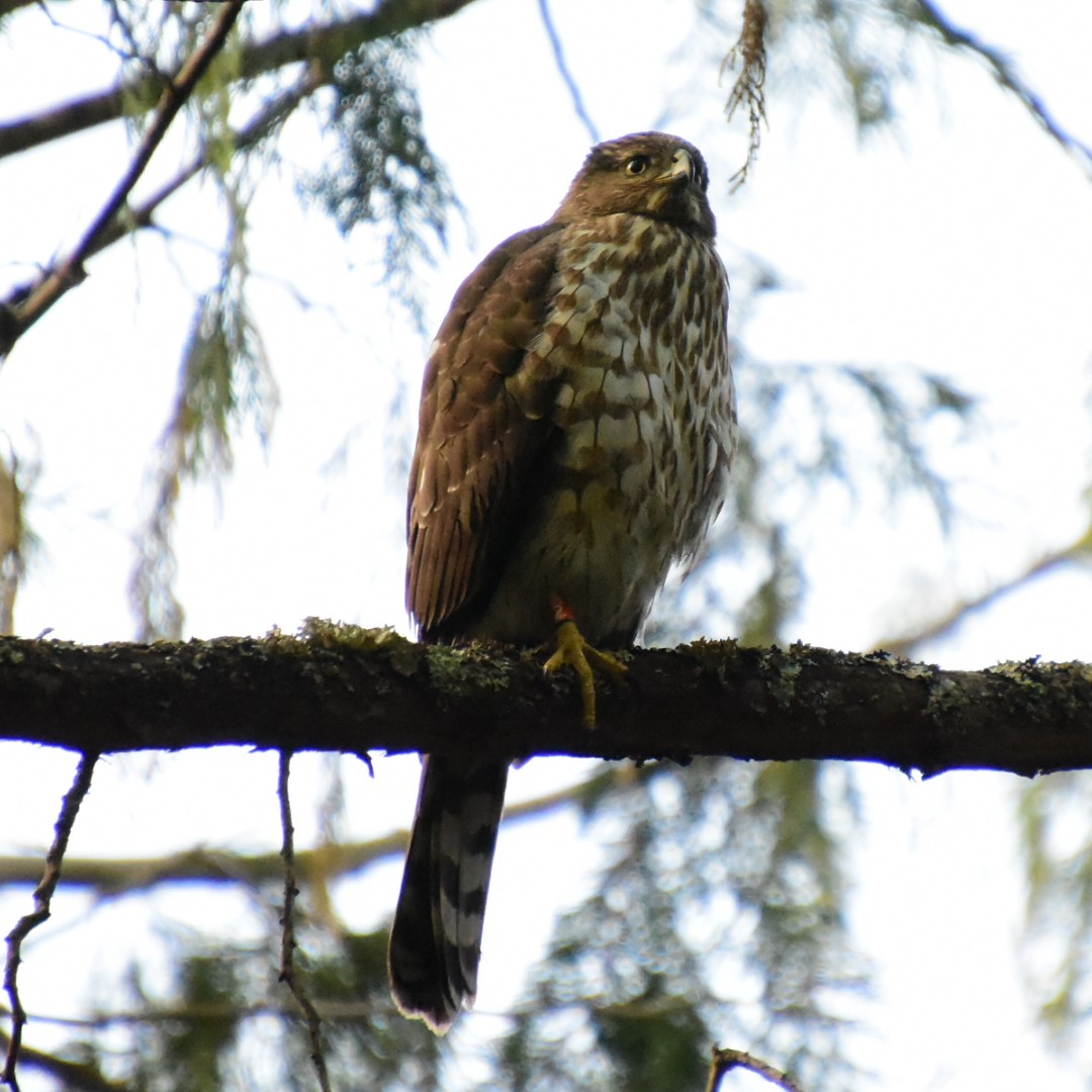 Cooper's Hawk - ML227517711