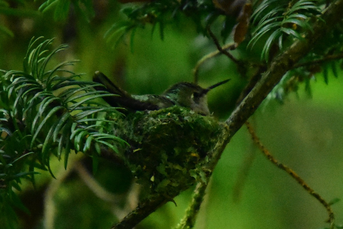 Anna's Hummingbird - Michael Eaton