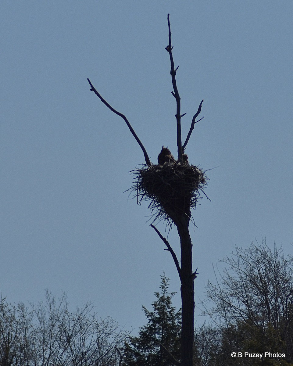 Great Horned Owl - ML227518681