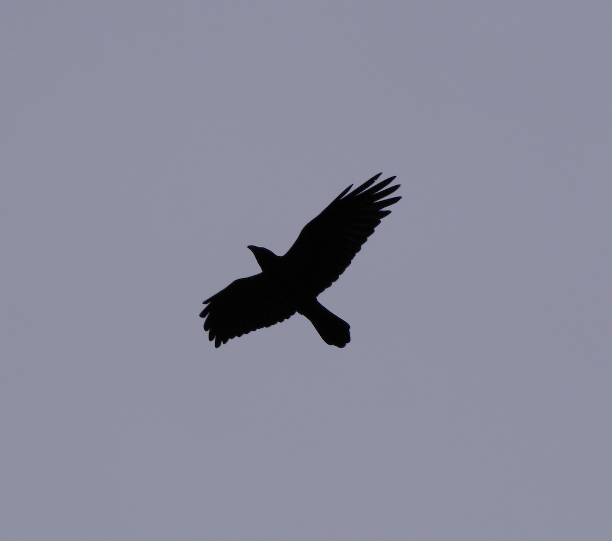 Chihuahuan Raven - ML22751921