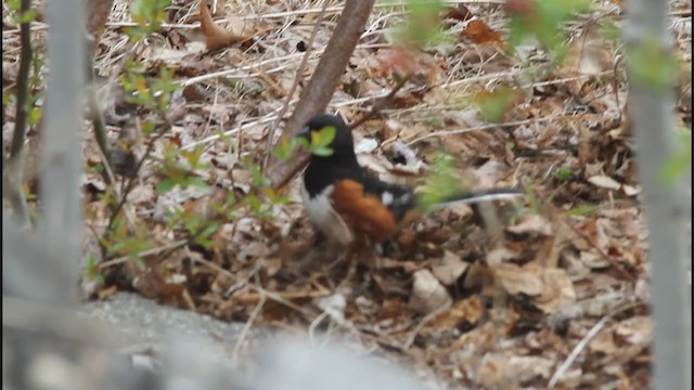 Spotted x Eastern Towhee (hybrid) - ML227519561