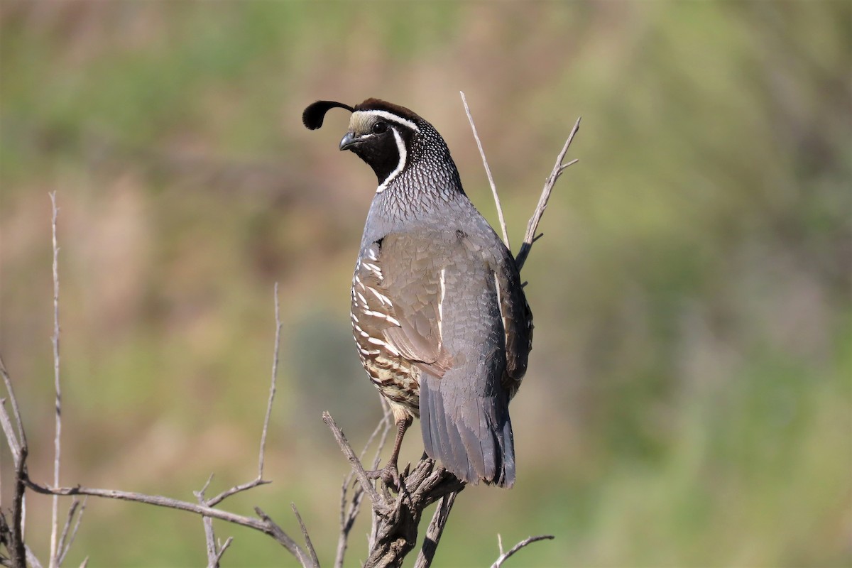 California Quail - Dennis Rich