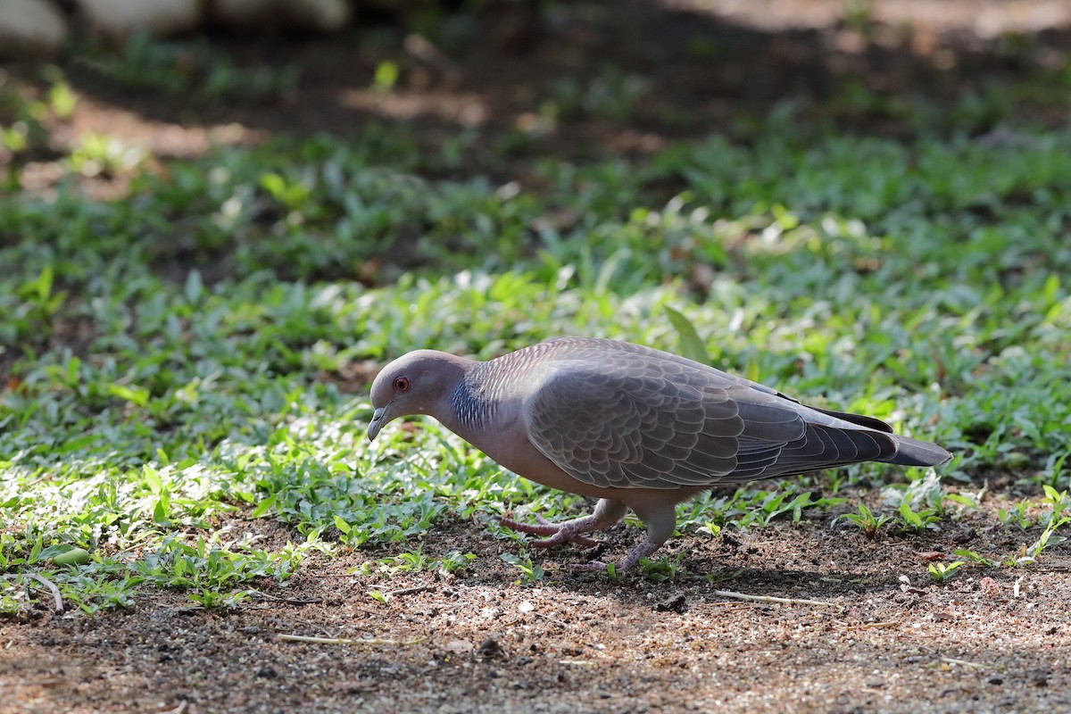 Picazuro Pigeon - Holger Teichmann