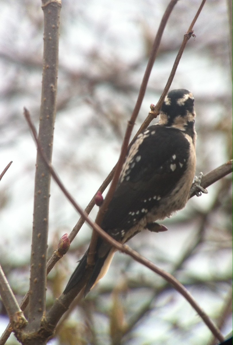 Hairy Woodpecker - ML22752241