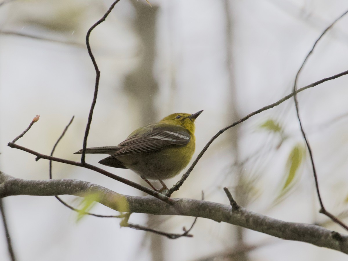 Pine Warbler - ML227524171