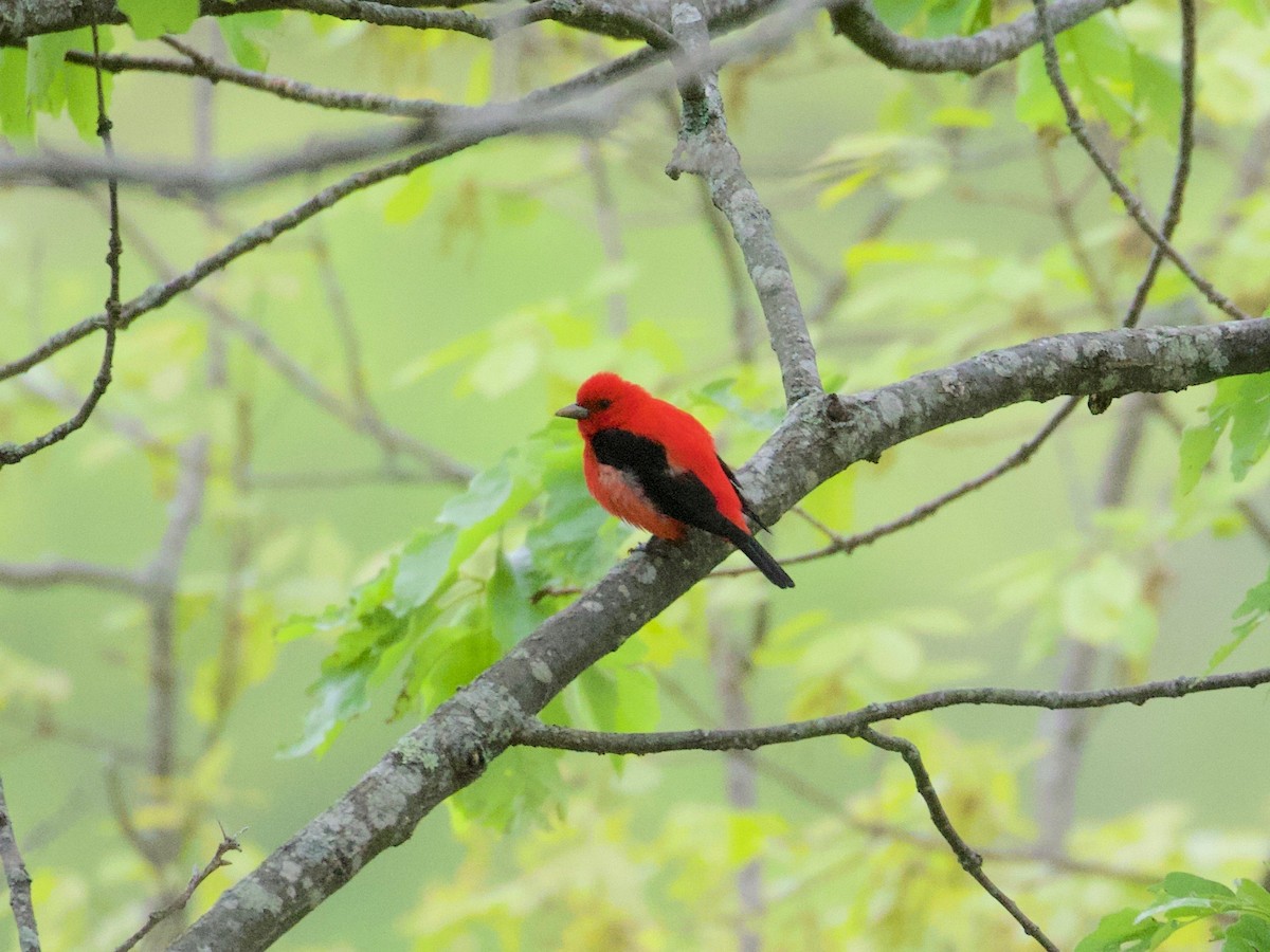 Scarlet Tanager - ML227524221