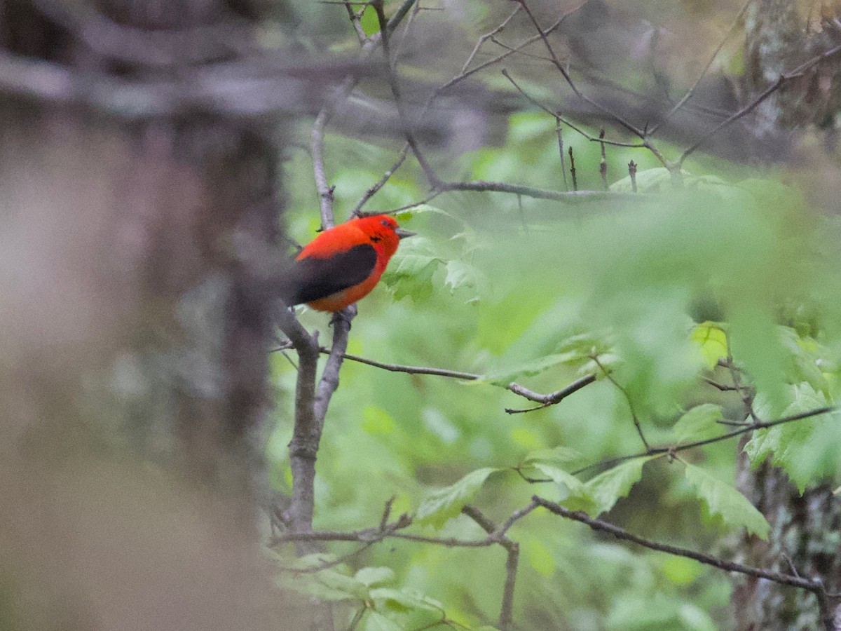 Scarlet Tanager - ML227524231