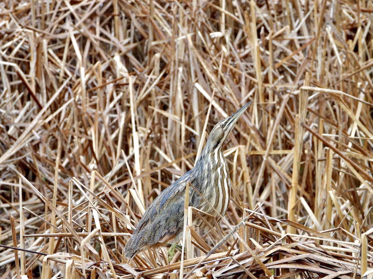 American Bittern - ML227524561