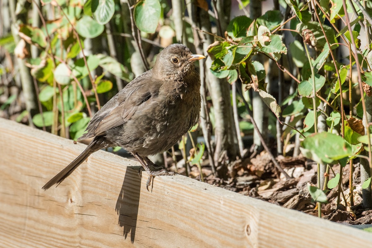 Eurasian Blackbird - ML227524611