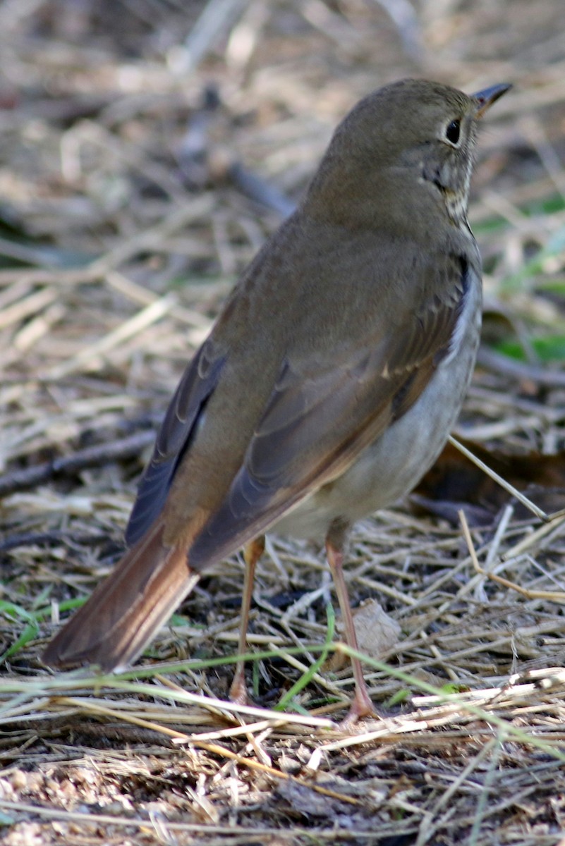 Hermit Thrush - ML22752471