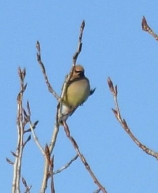 Cedar Waxwing - ML22752481