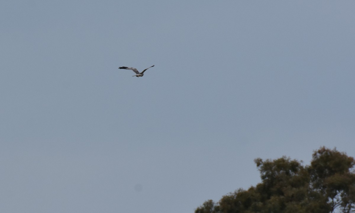 Montagu's Harrier - Jose Paulo Monteiro