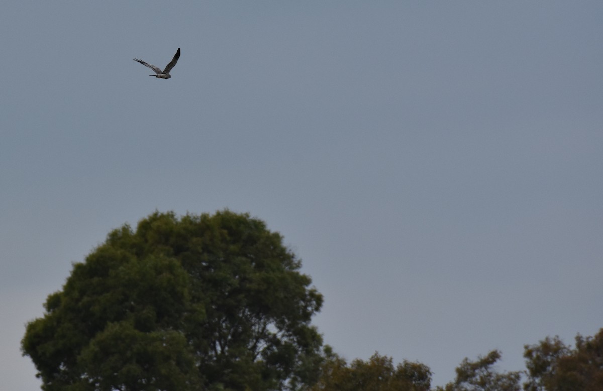 Montagu's Harrier - Jose Paulo Monteiro