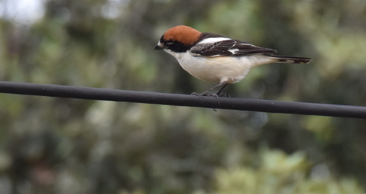 Woodchat Shrike - Jose Paulo Monteiro