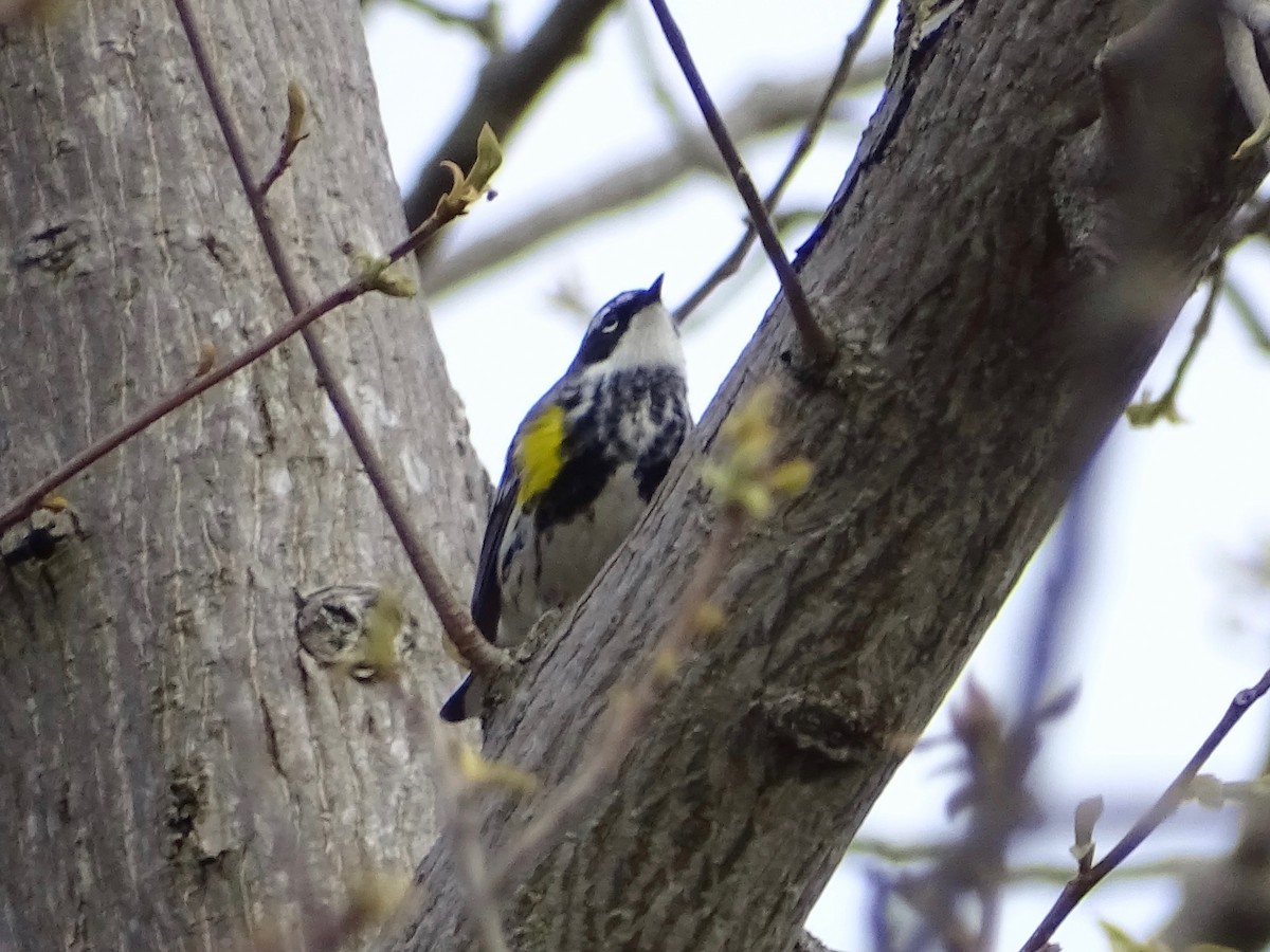 Yellow-rumped Warbler - Jeffrey Roth