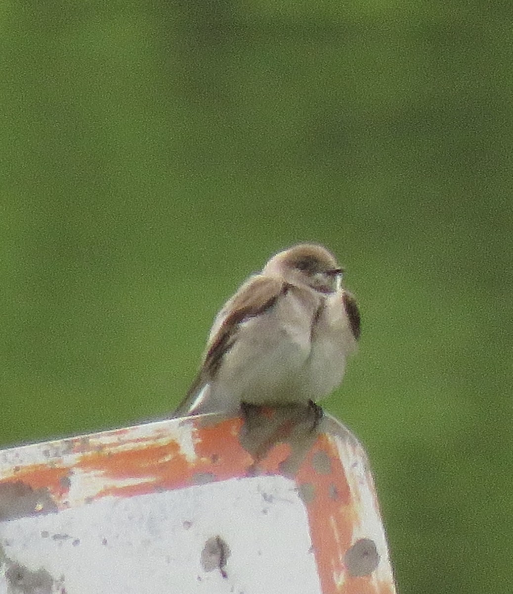 Northern Rough-winged Swallow - ML227526631