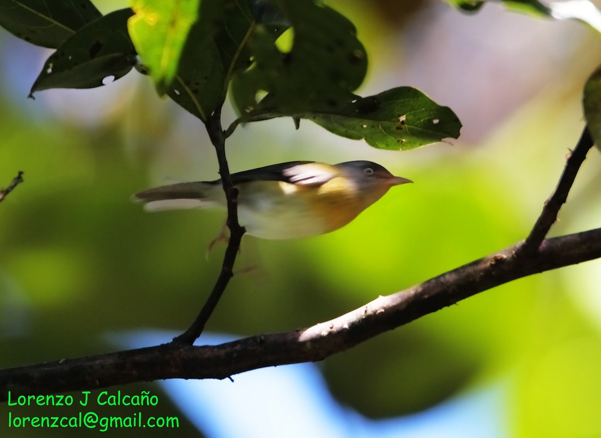 tepuivireo - ML227526901