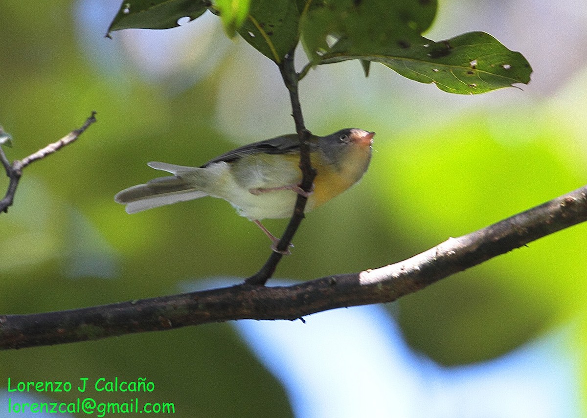 Tepui Vireo - Lorenzo Calcaño