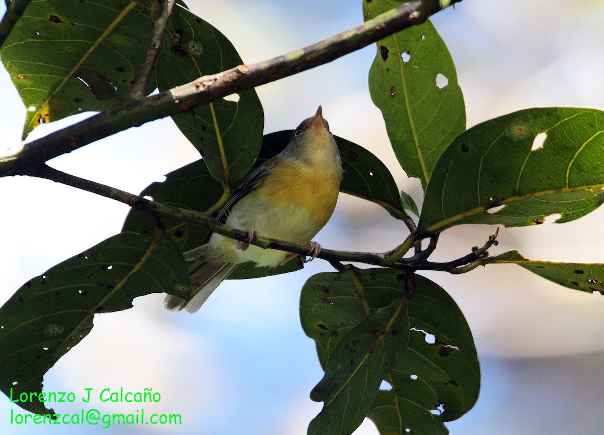 Tepuivireo - ML227527081