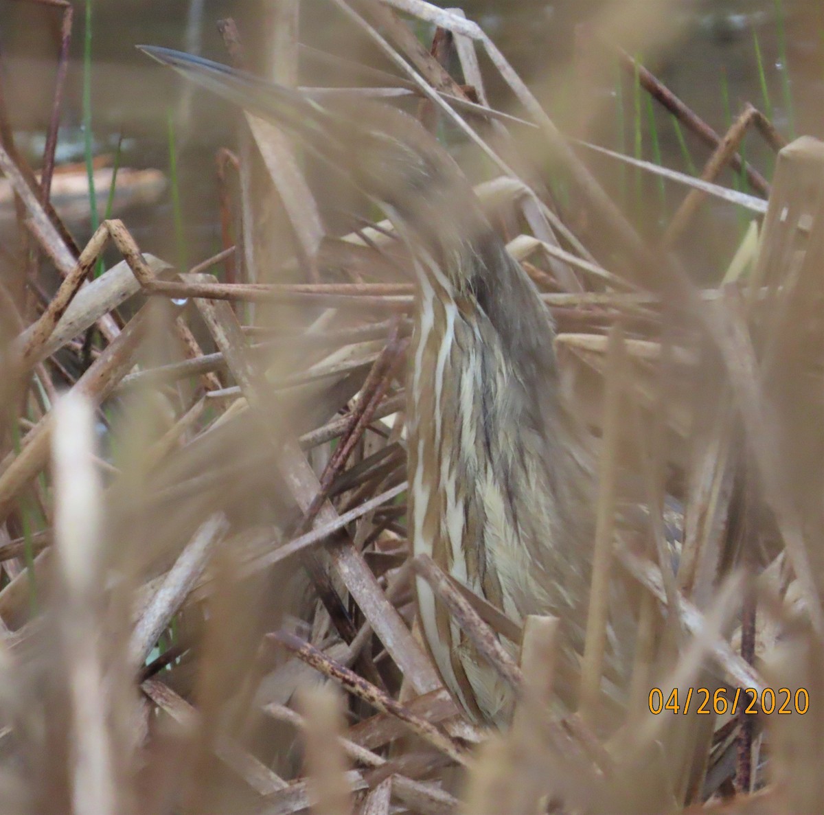 American Bittern - ML227527431