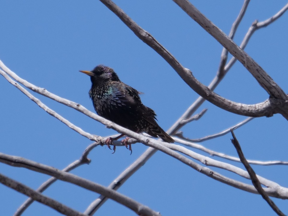 European Starling - Chris Gilbert