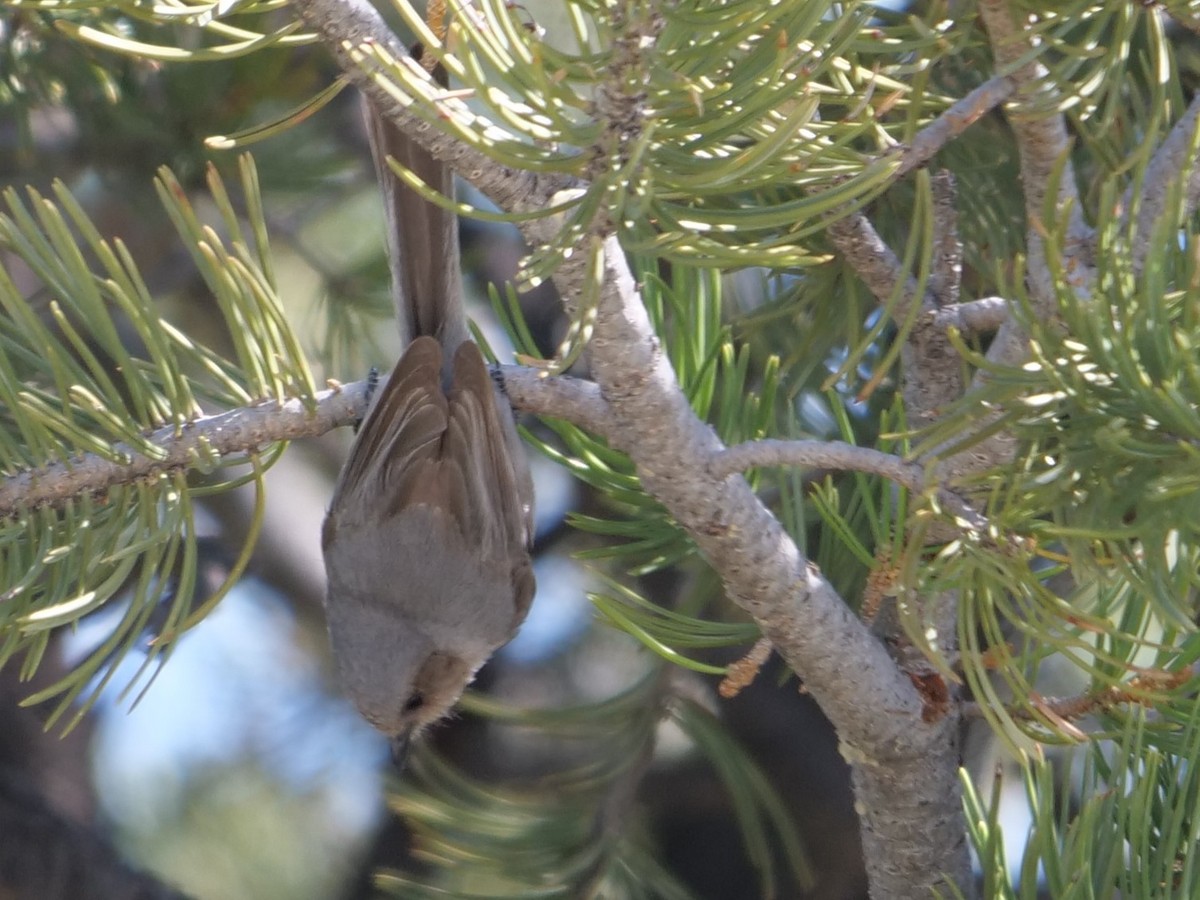 Bushtit - Chris Gilbert