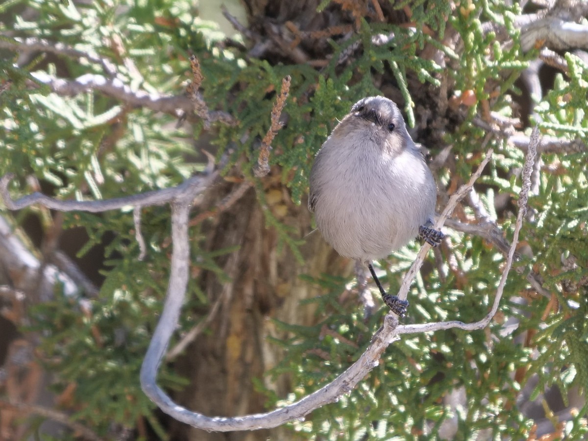 Bushtit - ML227529451
