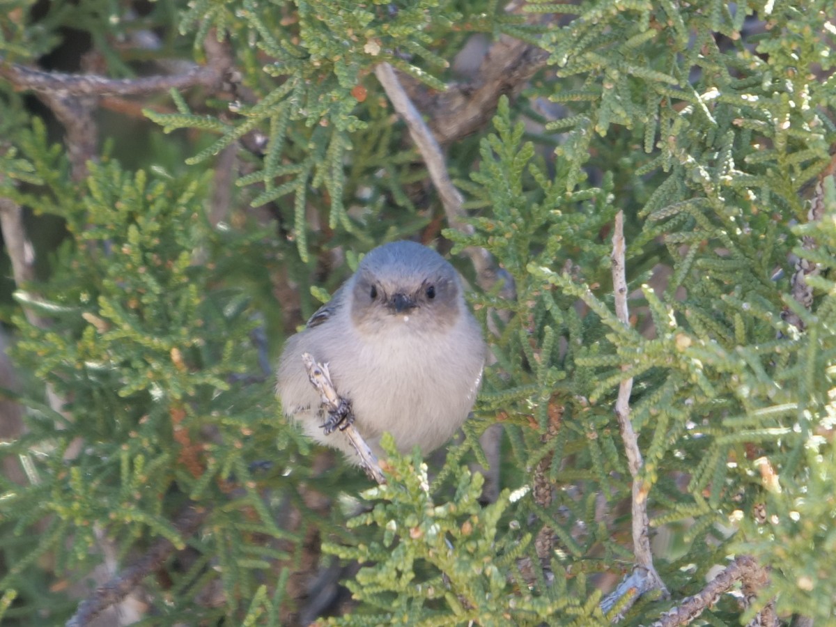 Bushtit - Chris Gilbert