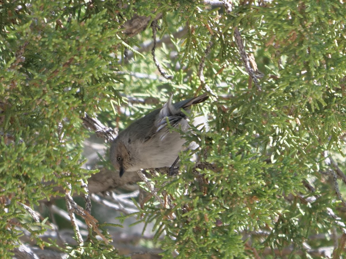 Bushtit - ML227529471