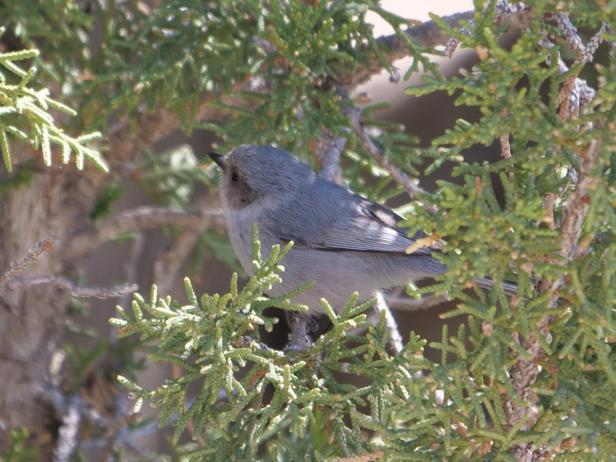 Bushtit - ML227529481